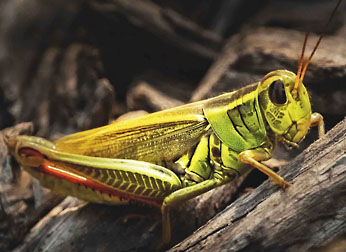two striped grasshopper graphic